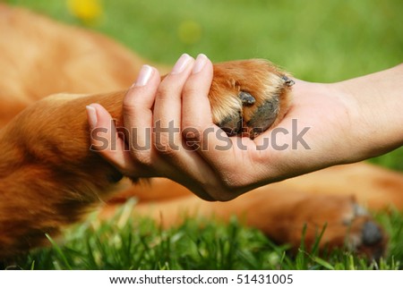 yellow dog paw and human hand shaking, friendship