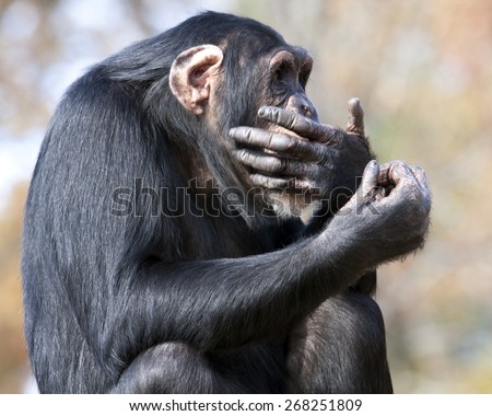 Chimpanzee with hand over mouth