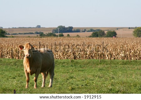 Blonde Aquitaine Cattle