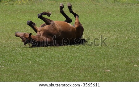 Horse rolling in pasture