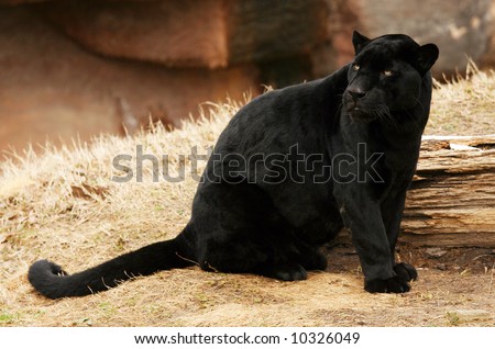 stock photo Black Jaguar