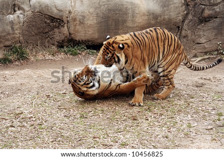 Images Of Tigers Fighting. Pair of tigers fighting