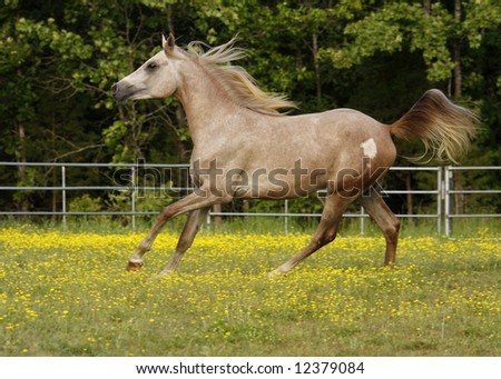 Arabian Grey colt running in field with yellow flowers