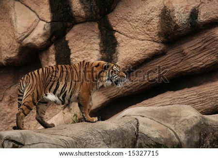 http://image.shutterstock.com/display_pic_with_logo/59383/59383,1216984280,1/stock-photo-tiger-on-rocks-15327715.jpg