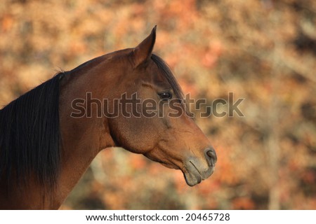 Arabian stallion with fall foliage in back ground
