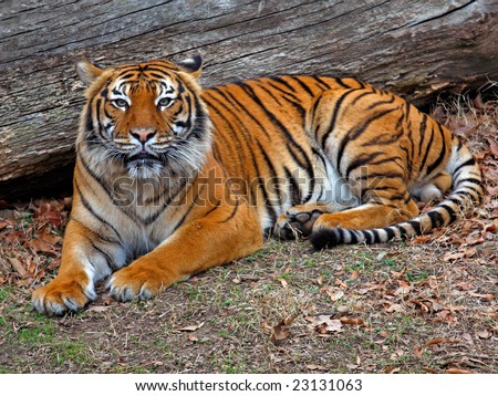 Malayan tiger laying by log
