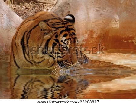 Tiger sitting in pool of water and getting a drink