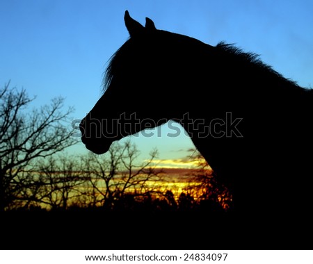 Silhouette of Arabian horse head at sunset