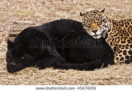 stock photo Black Jaguar with spotted Jaguar napping together