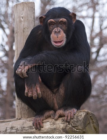 Male Chimpanzee