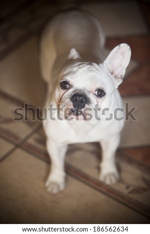 Cute french bulldog dog at home