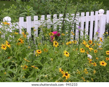Yellow Flowers along Fence