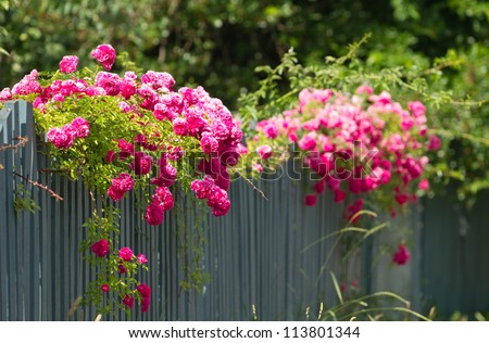 Pink roses climbing on the wooden fence