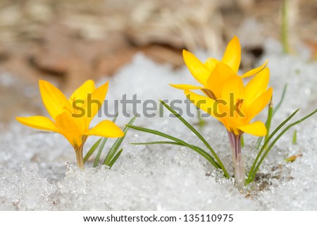 Yellow crocus in the snow