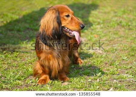 Red long-haired dachshund standing on the grass