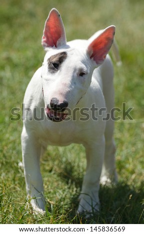 Puppy bull terrier on the green grass