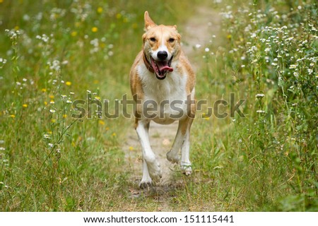 Happy dog running through a meadow
