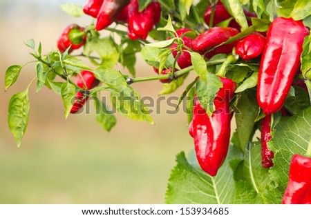 Red pepper in gardening .
