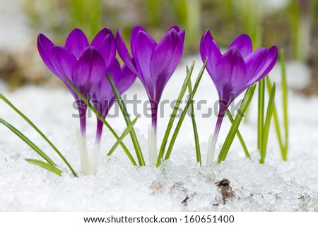 Beautiful Violet Crocuses In The Snow