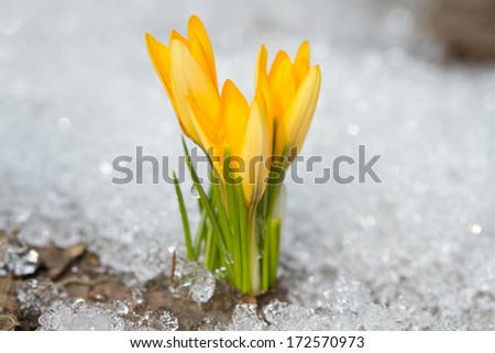 Yellow crocuses on the snow