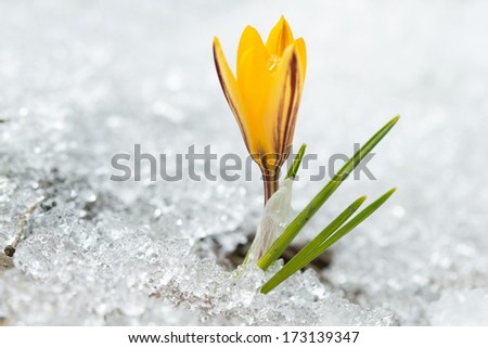 Yellow crocus on the snow