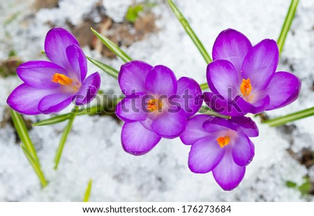 Violet spring crocuses in the snow
