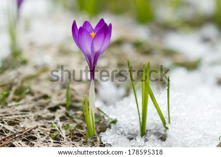 Spring crocus on the snow