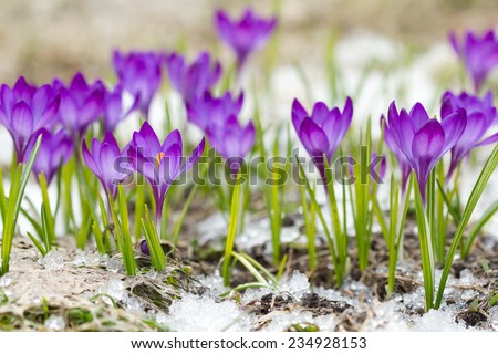 Beautiful violet crocuses on the snow