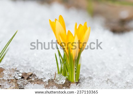 Yellow crocuses blossom on a snow