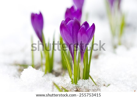 Violet crocuses on the snow
