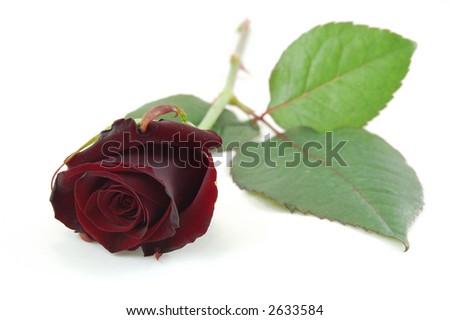 Hanakotoba (Bahasa Bunga) Stock-photo-maroon-rose-isolated-on-white-2633584