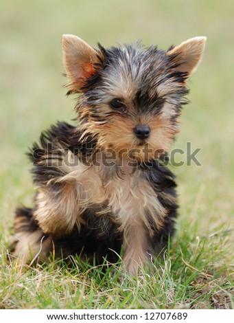 Yorkshire Terrier Puppies on Puppy Yorkshire Terrier Stock Photo 12707689   Shutterstock