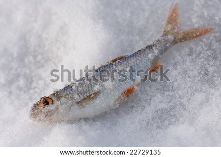 winter fishing - fresh fish on cold ice