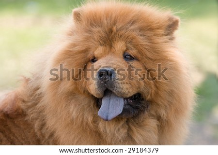 chow chow on the green grass