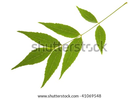 elm tree identification. elm tree leaf identification.