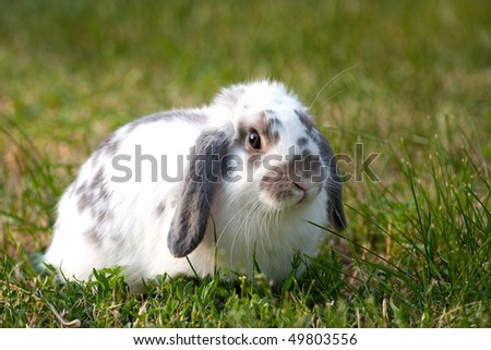 Beautiful Rabbit Photos
