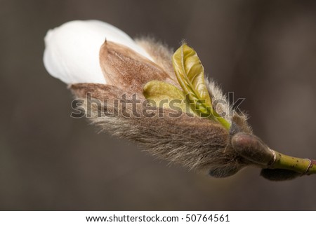 magnolia tree flower. stock photo : flower buds of magnolia tree
