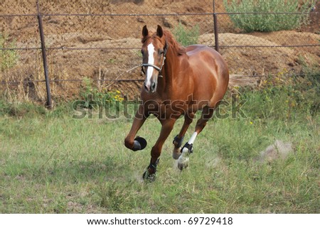 chestnut thoroughbred stallion. anda chesnut thoroughbred