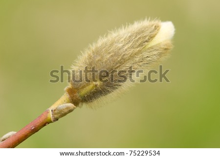 magnolia tree flower. Flower Buds Of Magnolia Tree