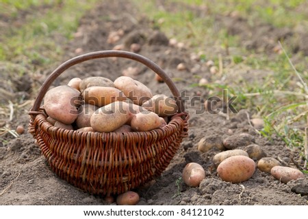 potatoes harvesting in basket