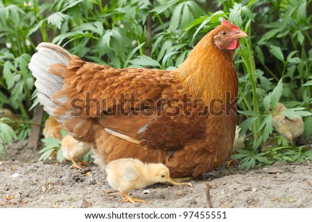 Portrait Hen and chickens