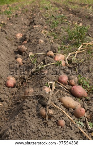 potatoes harvesting in a field