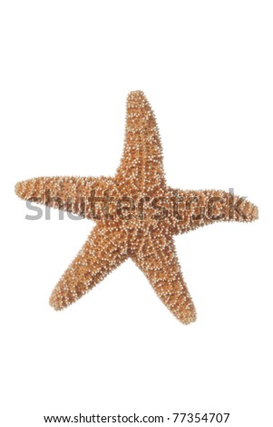 Starfish Real