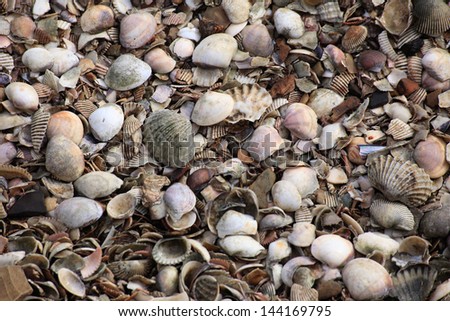Many Kind of Shells on The Ground
