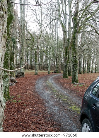 Provincial Road Entrance with Car - Country house entrance with mature chestnut trees.
