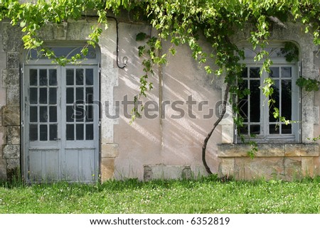 Unattended Grapevines - grape vines overgrowing an abandoned french country house