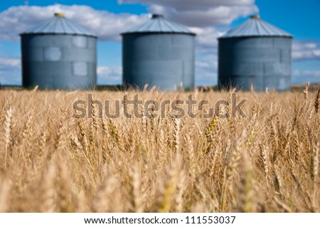 golden field of wheat in the foreground with old grain silos against a blue sky in the background