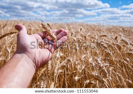 Farmers hand holding samples of his wheat field for inspection with bright blue sky & clouds in the distance