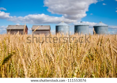 golden field of wheat in the foreground with old grain silos & sheds against a blue sky in the background