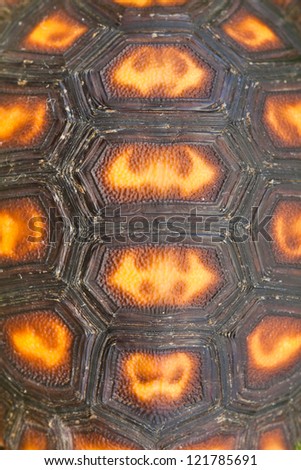 Tortoise Shell Background
